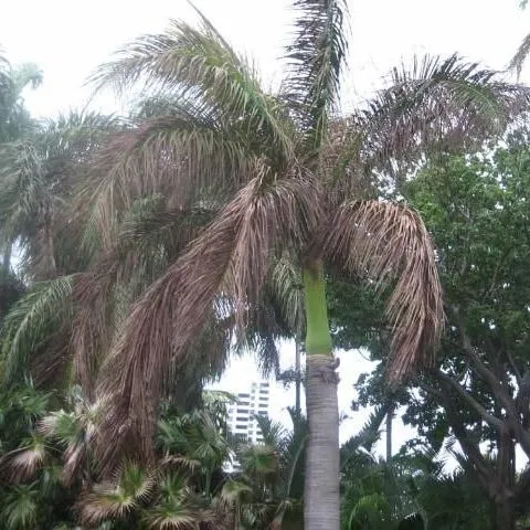 thumbnail for publication: Roystonea regia: Royal Palm